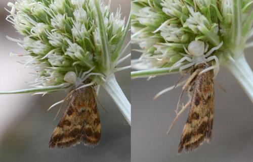 Pyrausta despicata